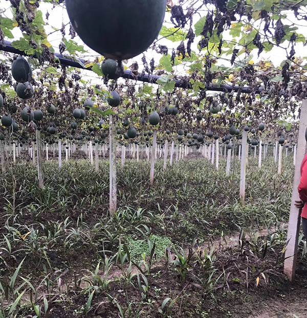 四川瓜蔞種苗培育基地，值得信賴